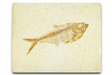 Detailed Fossil Fish (Diplomystus) - Wyoming #379419-1